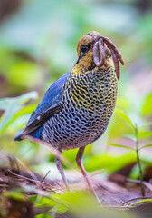 Blue pitta is eating earthworms.