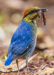 Blue pitta is eating earthworms.
