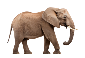 Elephant isolated on transparent background, side view