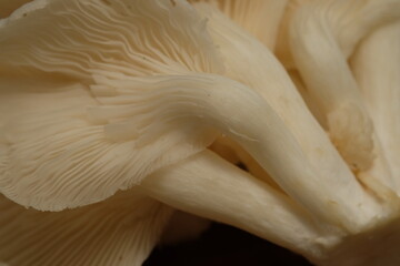 Jamur tiram putih. White oyster mushrooms on woven bamboo baskets. Oyster mushroom is a food fungus from the Basidiomycota group and belongs to the Homobasidiomycetes class. Pleurotus ostreatus. 