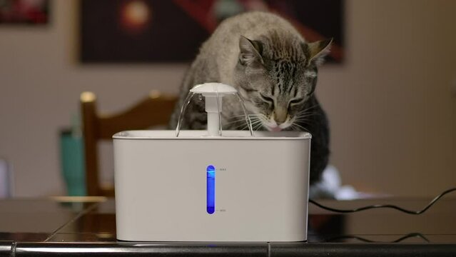 A tabby cat drinking water from a fountain in slow motion