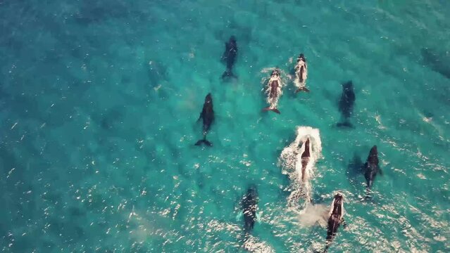 Humpback Whales Annual Migration near Hawaii coasts, Stunning Wildlife Scenery