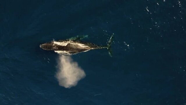 solo giant humpback whale blow spout and dive deep in ocean water