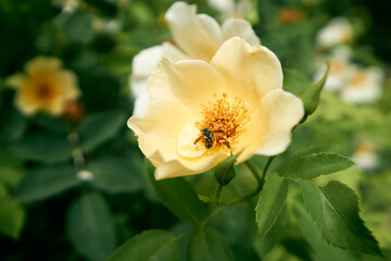 Yellow rose with a bee