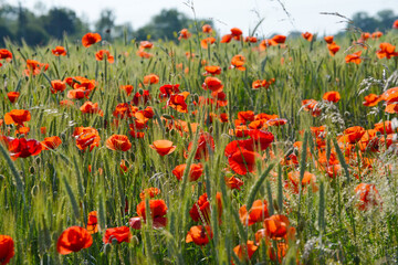 Blühender Klatschmohn am Rande eines Triticalefeldes. Licht der Abendsonne, Feldausschnitt