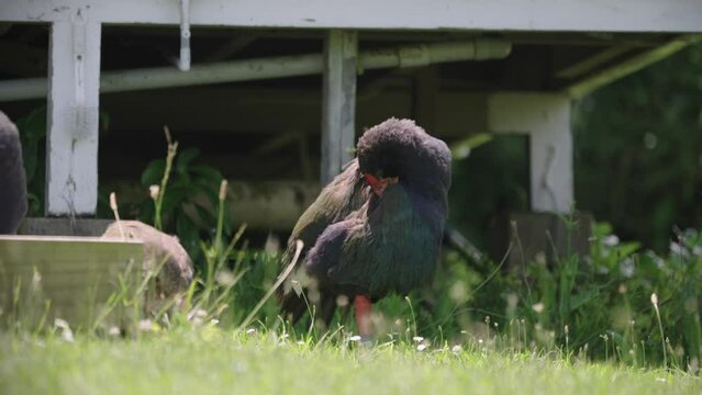 Rare Endangered Takahe Bird. Tiritiri Matangi Island, Auckland, New Zealand