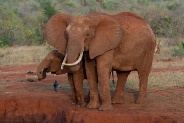 Fototapeta na wymiar Elefant in kenya, national park Tsawo.