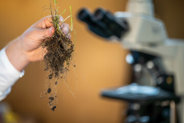 plant scientist holding grass root studying growth in a  laboratory