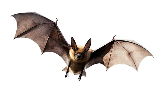 Bat vampire flying in the air with wings isolated on clear png background, Halloween festive elements concept, Vampire animal, with Generative Ai.