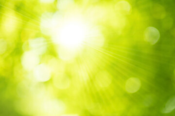Fototapeta premium Blurred bokeh of tree garden with sunny flare light in morning background