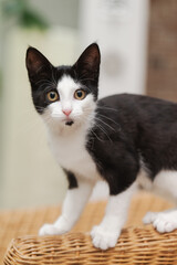 Porträt einer schwarz-weißen Katze, Kitten im Wohnzimmer