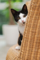 Porträt einer schwarz-weißen Katze, Kitten im Wohnzimmer