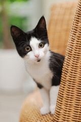 Porträt einer schwarz-weißen Katze, Kitten im Wohnzimmer