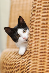 Porträt einer schwarz-weißen Katze, Kitten im Wohnzimmer