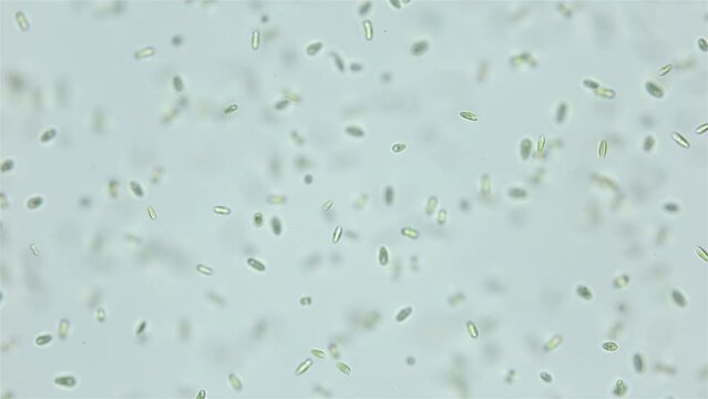 Unicellular algae Dunaliella salina under the microscope, Chlorophyta phylum, Volvocales order. Green in color, they live mainly in salty seas.