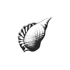 Seashell and Marine Shell Engraved Monochrome Vector Illustration