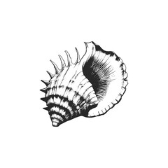 Seashell and Marine Shell Engraved Monochrome Vector Illustration