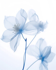 The Mesmerizing Beauty of the Blue Yuyang Flower in Full Splendor