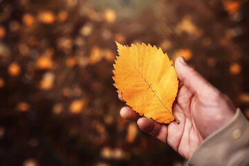 Lively closeup of falling autumn leaves with vibrant backlight from the setting sun