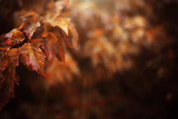 Lively closeup of falling autumn leaves with vibrant backlight from the setting sun