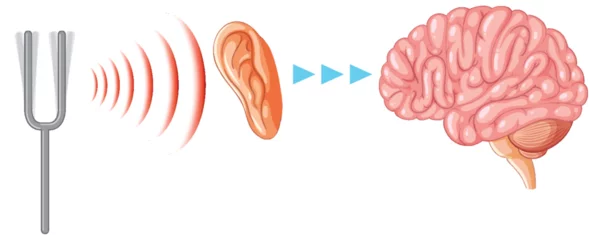 Printed kitchen splashbacks Kids Educational Graphic: Human Hearing Systems and Brain Transmission