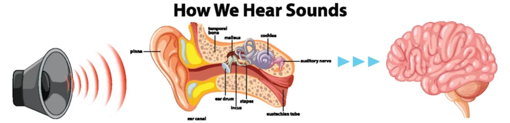 Fototapete Kinder Educational Infographic: Human Hearing Systems Explained