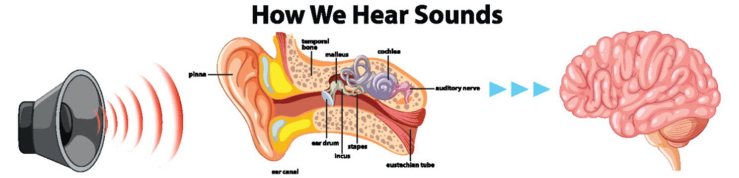 Educational Infographic: Human Hearing Systems Explained