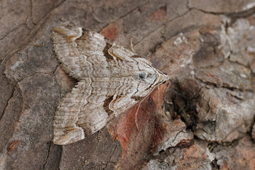 Closeup on the Purple treble-bar owlet moth, Aplocera praeformata, sitting on wood