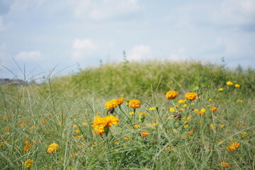野に咲くマリーゴールド, Marigold blooming in the field