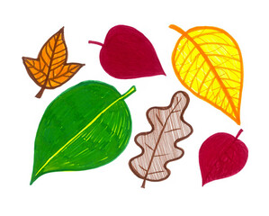 Set of different leaves isolated on white background. Green, orange, yellow, red, brown colors. Leaves from different trees. Autumn set.