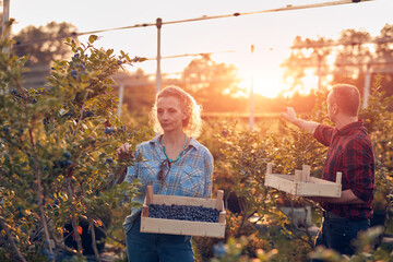 Farmers picking fresh blueberries on a family farm.