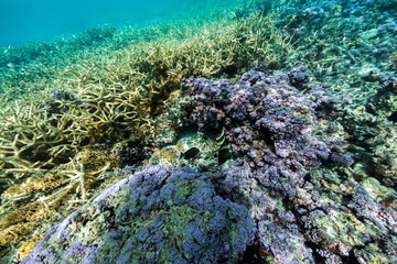 Beautiful corals underwater near the Moorea shore