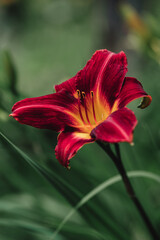 Close up of red daylily flower blooming outside on summer day.