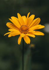 Close up of yellow ox-eye false sunflower blooming on summer day.