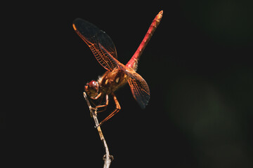 Cardinal Meadowhawk Dragonfly, on a twig