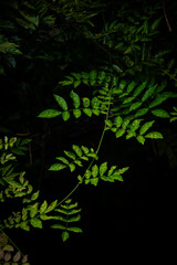 Lush green ivy leaves in dark forest background