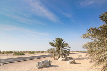 Sir Bani Yas Island in Abu Dhabi