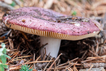 Wild Mushrooms in the Autumnal Forest