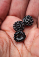 Close up of freshly picked black raspberries in a hand.