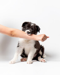 Little black and white puppy bites hand, puppy misbehavior. Cute fluffy border collie puppy on white. High quality vertical photo