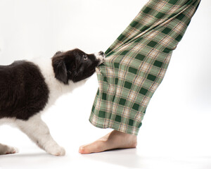Little black and white puppy bites green pajama pants, puppy misbehavior. Cute fluffy border collie puppy on white. High quality horizontal photo. Problems in raising a puppy