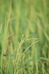 Greenish Paddy Fiels in Colombo, Sri Lanka