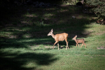 Naklejka na ściany i meble An adult doe and baby deer in Colorado's San Juan Mountains.