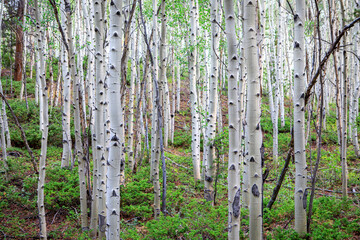 Aspen trees in national forest near Leadville, CO.