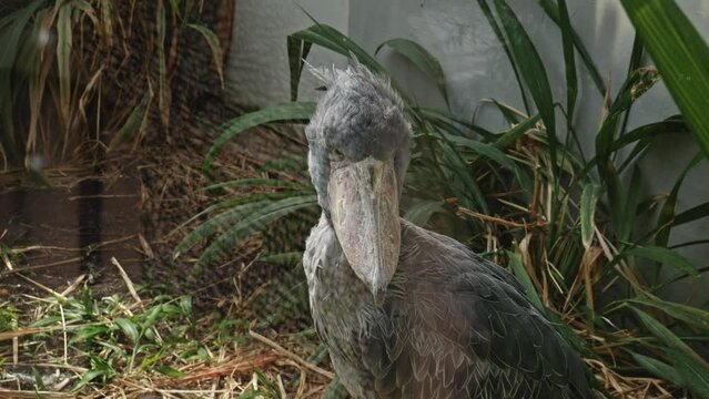 Shoebill (Balaeniceps Rex) - Long-Legged Wading Bird
