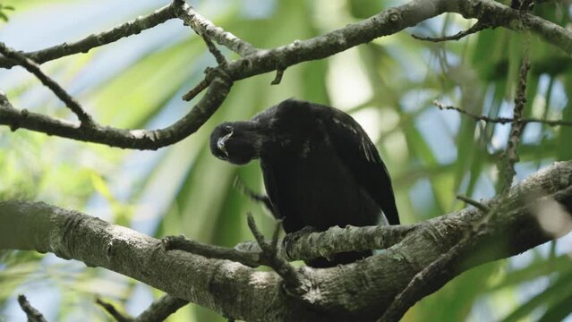 New Zealand Native Bird, The Tui. TiriTiri Matangi Island, Auckland.