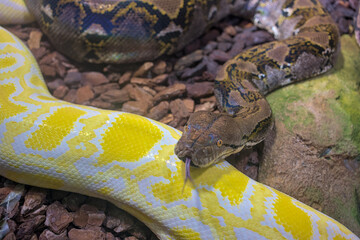 Reticulated python snake with protruding tongue. Tropical fauna. Wildlife and zoology. Nature and animal photography.