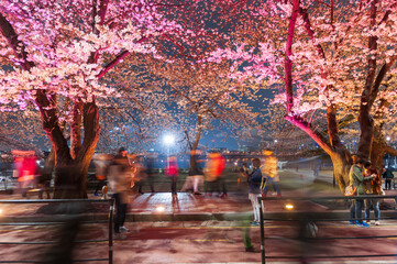 서울 여의도 벚꽃축제