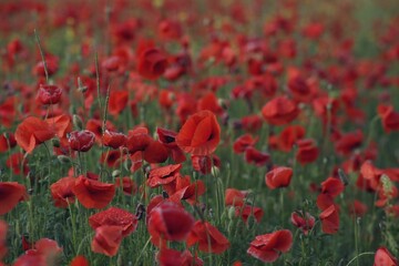 Fototapeta premium Wild poppies in the field