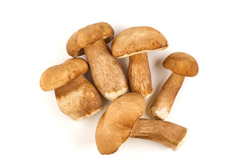 Forest mushrooms - Boletus edulis, isolated on white background.